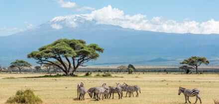 Visa requirements for Ireland passport holders traveling to Kenyan