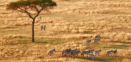 Visa requirements for Ireland passport holders traveling to Tanzania