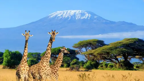 Visa requirements for Ireland passport holders traveling to Kenyan